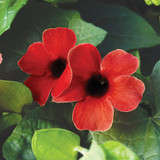 Thunbergia alata 'Sunny Susy' Collection (3)
