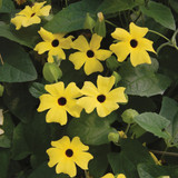 Climbing Thunbergia Collection