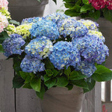 Hydrangea Music Collection