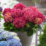 Hydrangea Music Collection