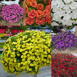 Calibrachoa Calita Double Collection