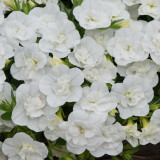 Calibrachoa Calita Double Collection