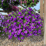 Calibrachoa Calita Double Collection