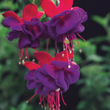 Fuchsia Award Winning Hardy Collection