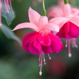 Fuchsia Award Winning Hardy Collection