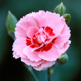 Dianthus Cottage Garden Pinks Collection