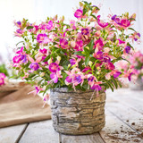 Fuchsia Patio Fairy Collection