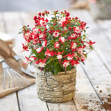 Fuchsia Patio Fairy Collection