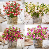 Fuchsia Patio Fairy Collection
