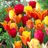 Tulip Blend Collection