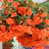 Begonia Illumination Collection