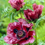 Papaver Collection (Oriental Poppy)