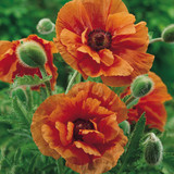 Papaver Collection (Oriental Poppy)