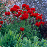 Papaver Collection (Oriental Poppy)