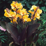 Dwarf Canna Collection
