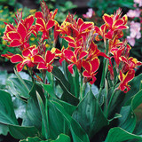 Dwarf Canna Collection