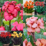 Dwarf Canna Collection