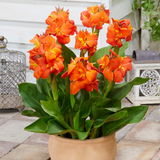 Dwarf Canna Collection