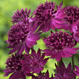 Astrantia Collection (Loose Roots)