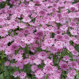 Astrantia Collection (Loose Roots)