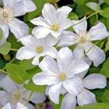 Clematis viticella Collection