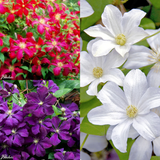 Clematis viticella Collection