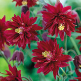 Aquilegia Double Flowered Collection