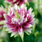 Aquilegia Double Flowered Collection