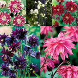 Aquilegia Double Flowered Collection