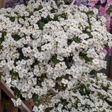 Bacopa Megacopa Single collection