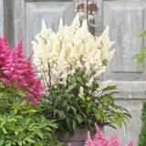 Astilbe Music Collection