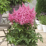 Astilbe Music Collection