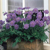 Scabiosa Collection