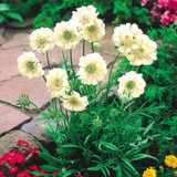Scabiosa Collection
