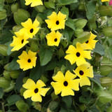 Thunbergia alata 'Sunny Susy' Collection (6)