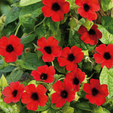 Thunbergia alata 'Sunny Susy' Collection (6)