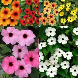 Thunbergia alata 'Sunny Susy' Collection (6)