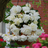 Begonia Giant Cascasding Exhibition Collection