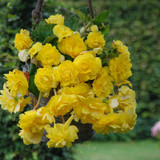 Begonia Giant Cascasding Exhibition Collection