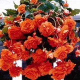 Begonia Giant Cascasding Exhibition Collection
