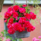 Begonia Giant Cascasding Exhibition Collection