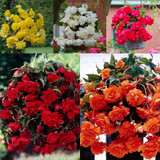 Begonia Giant Cascasding Exhibition Collection