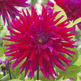 Dahlia Large Flowering Cactus Collection