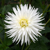 Dahlia Cactus Collection B