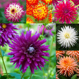 Dahlia Large Flowering Cactus Collection
