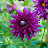 Dahlia Cactus Collection B