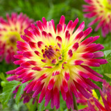 Dahlia Cactus Collection B