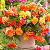 Begonia Balcony Collection