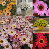 Argyranthemum Grandaisy Collection