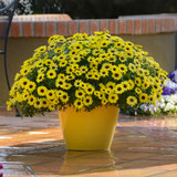 Argyranthemum Grandaisy Collection